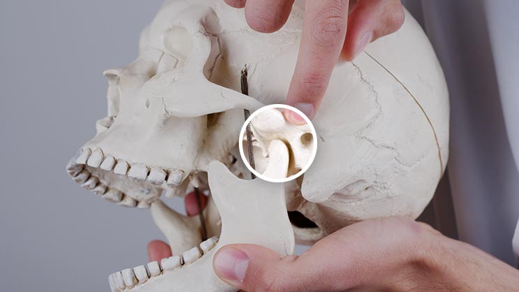 Jaw joint